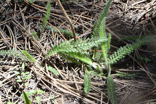 Image of western yarrow