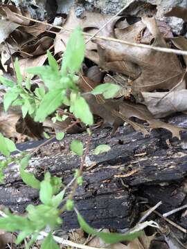 Image of Pennsylvania pellitory