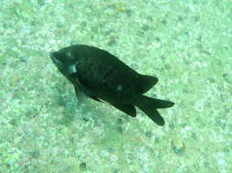 Image of White-ear scalyfin