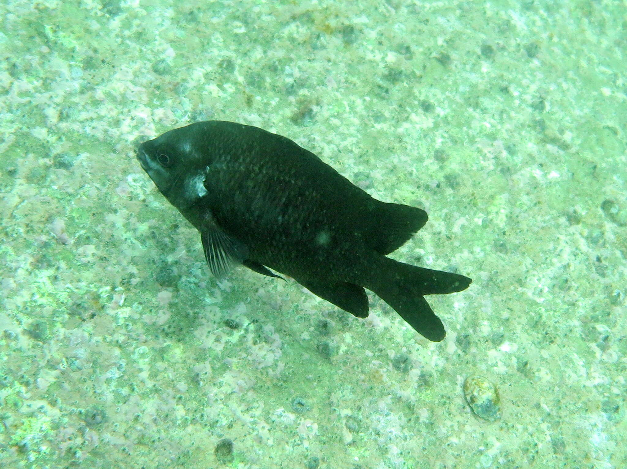 Image of White-ear scalyfin