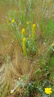 Image of golden Indian paintbrush