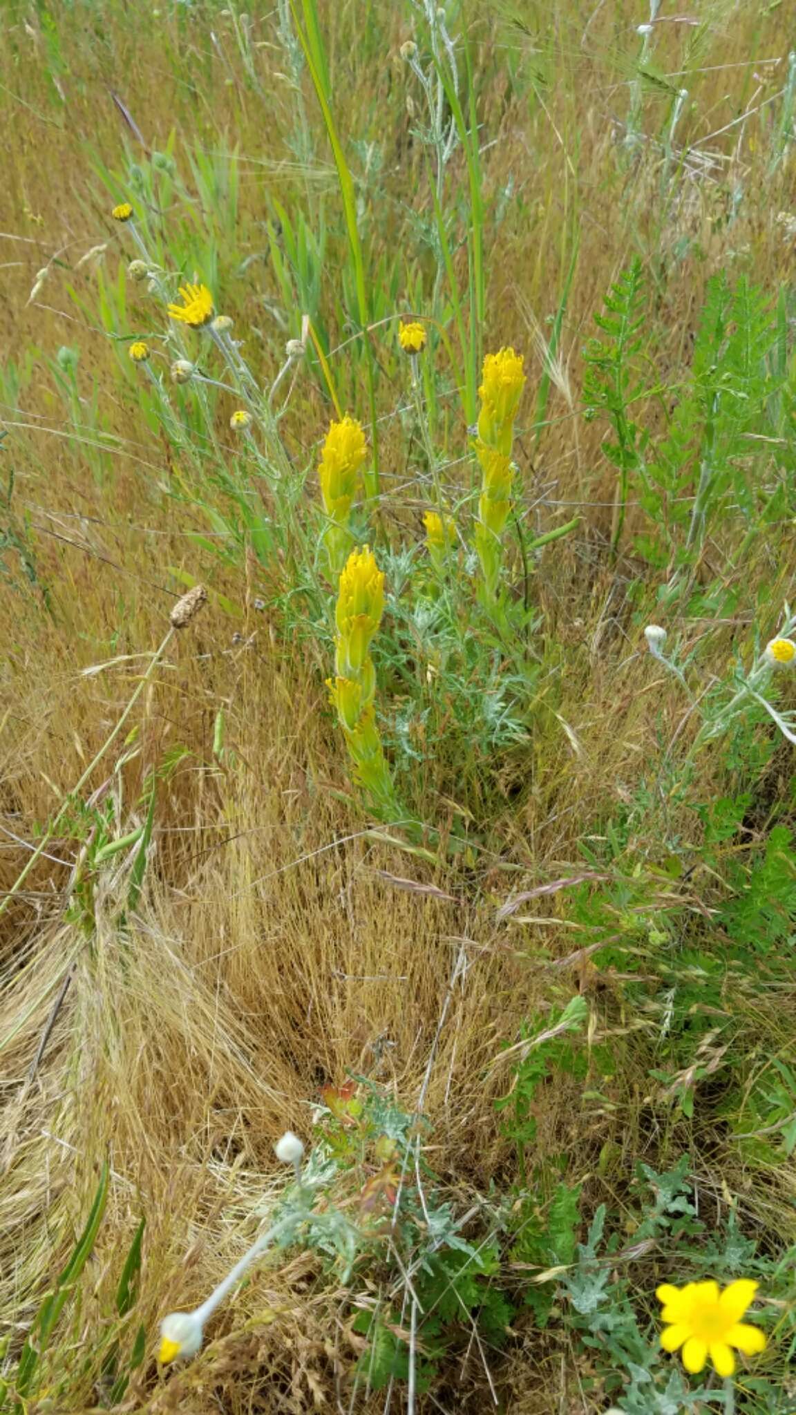 Image of golden Indian paintbrush