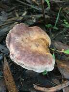 صورة Leucopaxillus lilacinus Bougher 1987