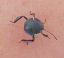 Image of Stink bug