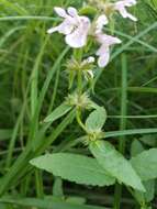 Image of Hairy Hedge-Nettle