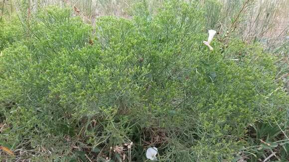 Image of Ericameria nauseosa var. graveolens (Nutt.) Reveal & Schuyler