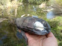 Image of Rough-footed Mud Turtle