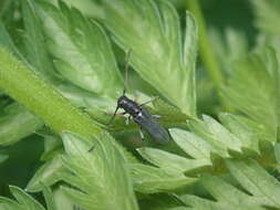 Слика од Phytoecia cylindrica (Linné 1758)