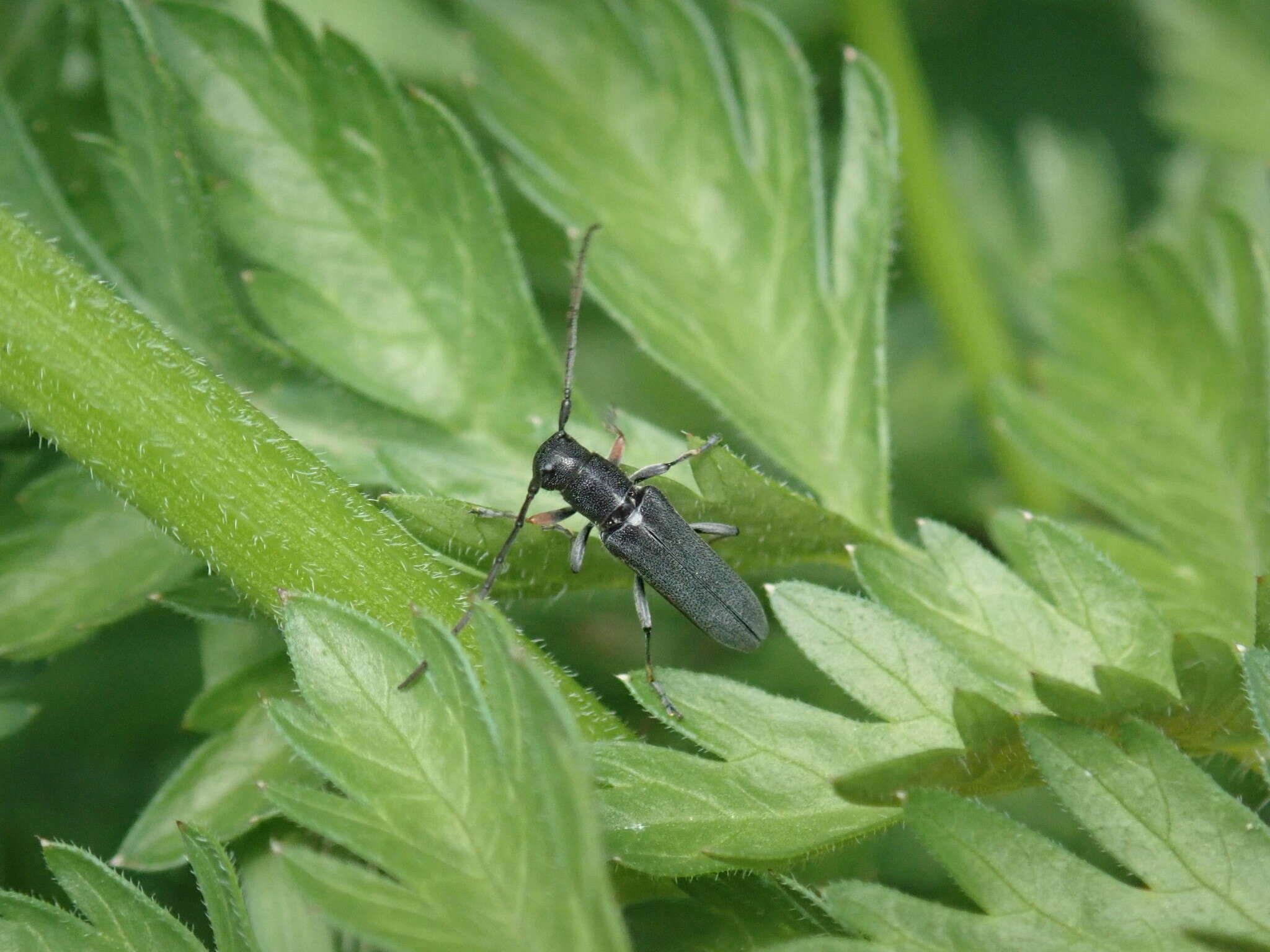 Слика од Phytoecia cylindrica (Linné 1758)