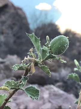 Image of Cnidoscolus palmeri (S. Watson) Rose