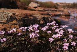 Image of Oxalis oculifera E. G. H. Oliver