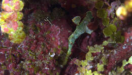 Image of Halimeda ghostpipefish