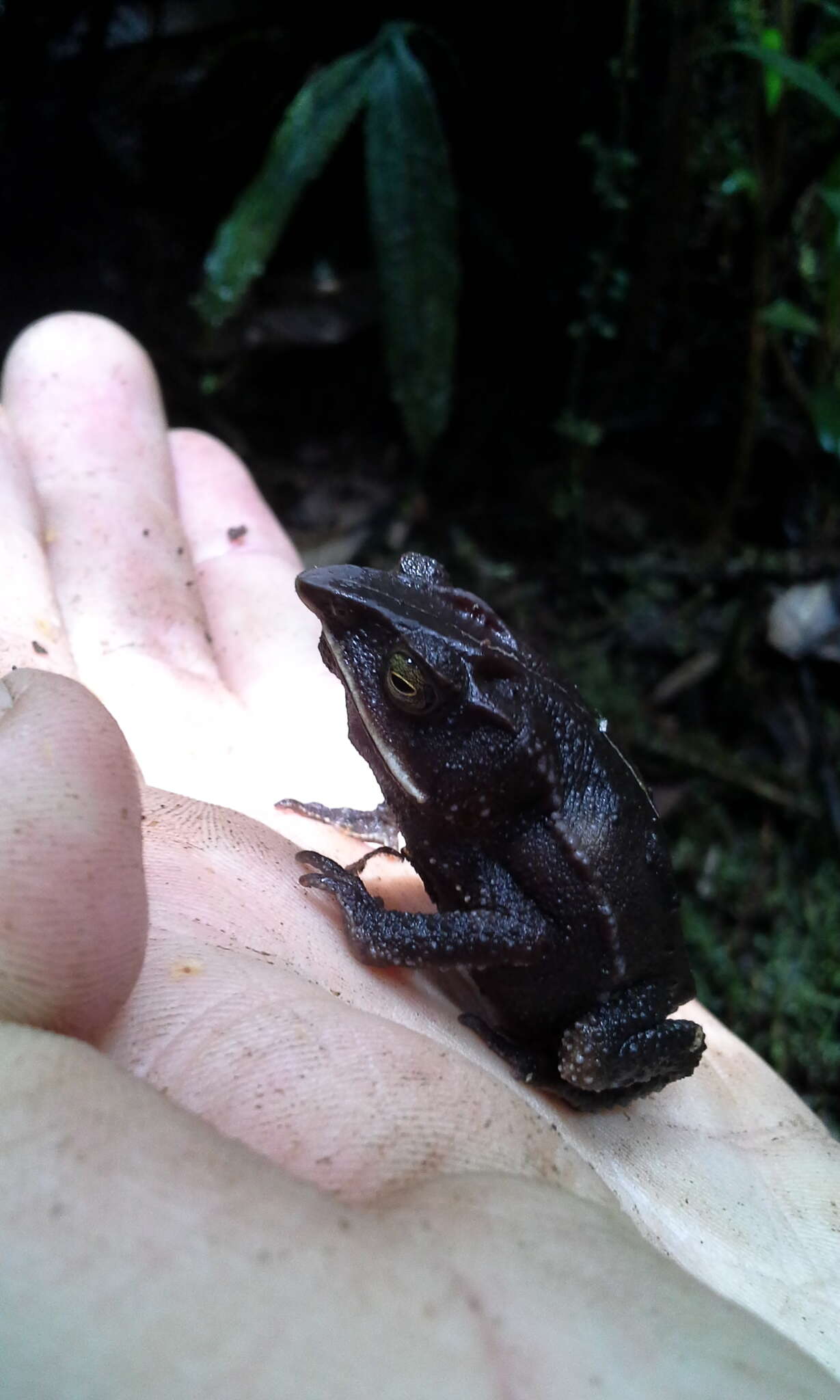 Image of Santa Rita beaked toad