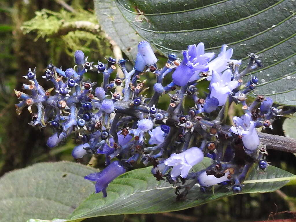 Image of Palicourea brenesii Standl.