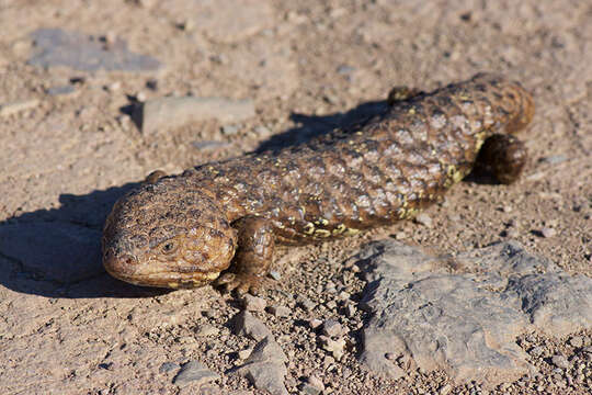 Image of Tiliqua rugosa aspera Gray 1845