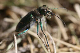 Image of Cowpath tiger beetle