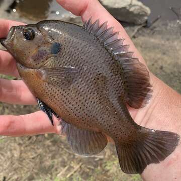 Image of Spotted Sunfish