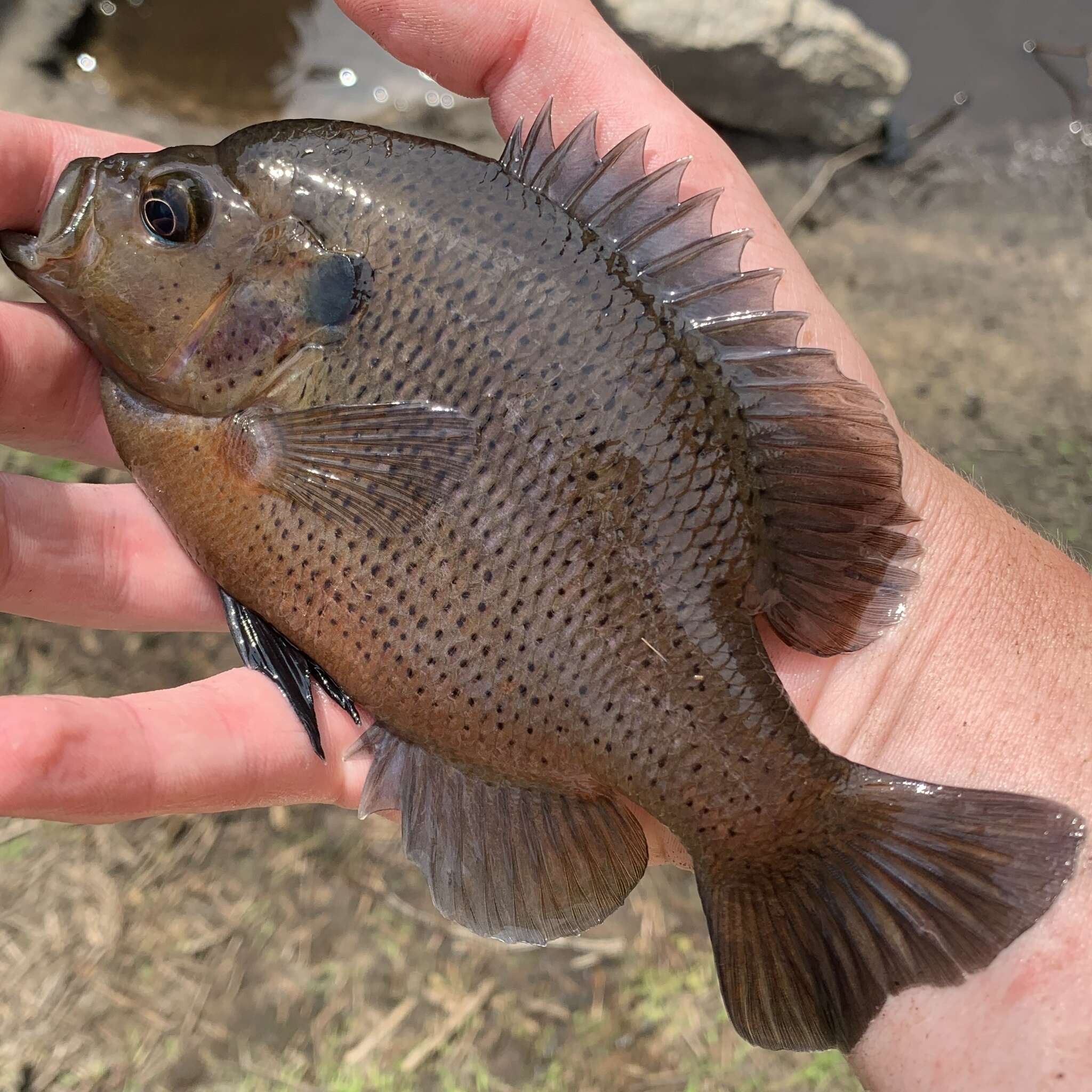 Слика од Lepomis punctatus (Valenciennes 1831)