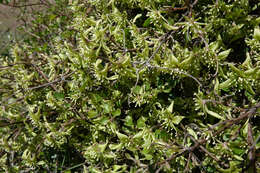 Image of Clematis marata Armst.