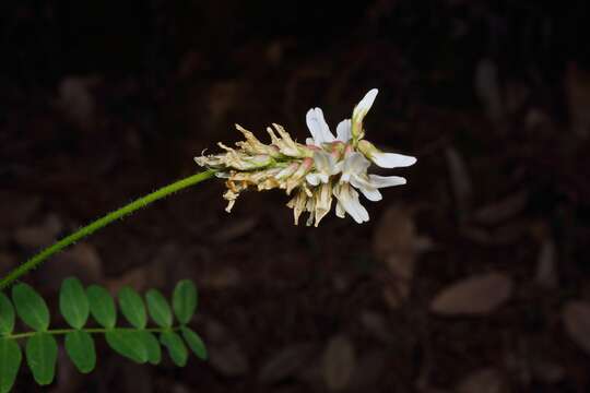 Image of Humboldt County milkvetch