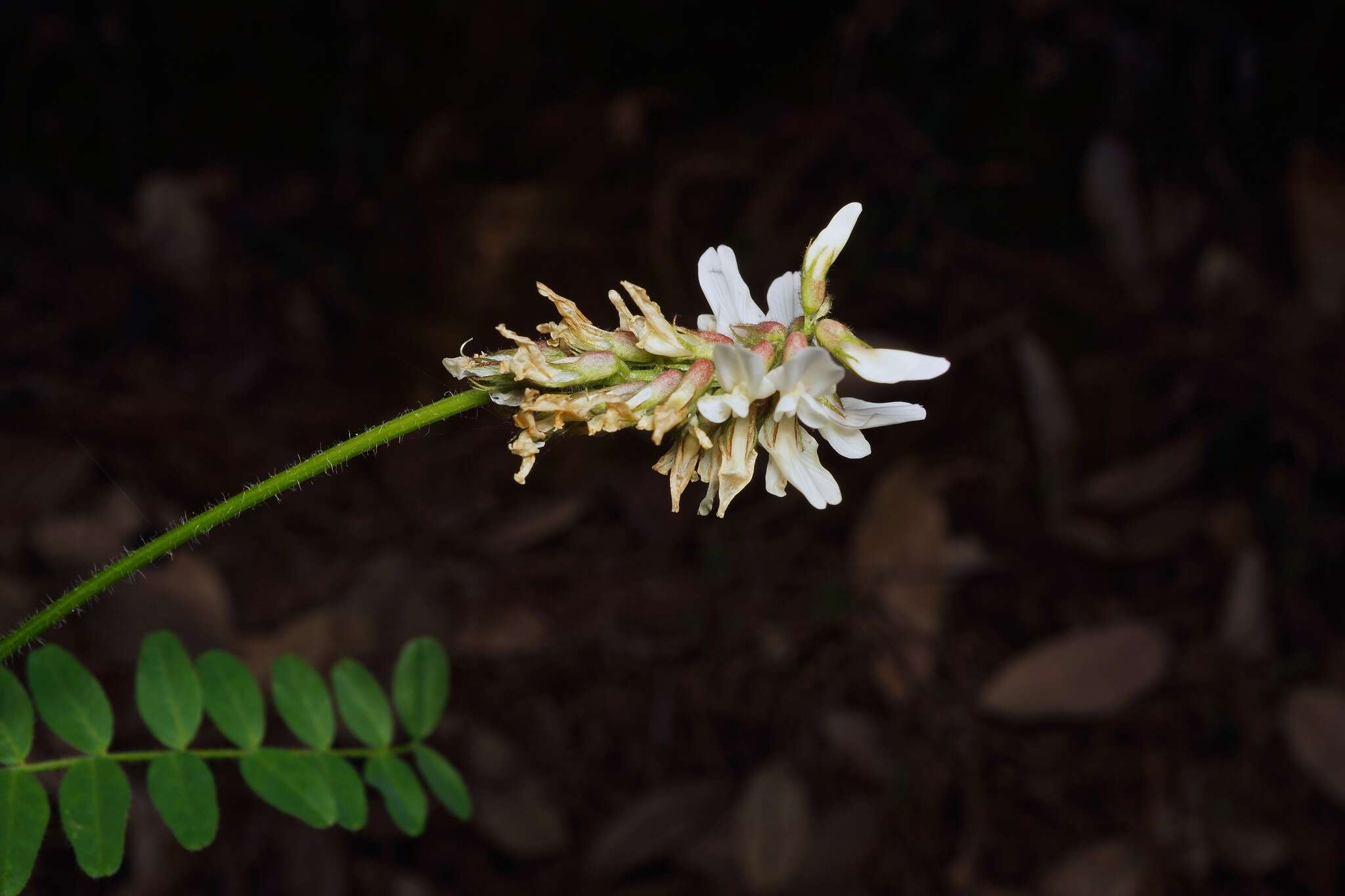 Image de Astragalus agnicidus Barneby