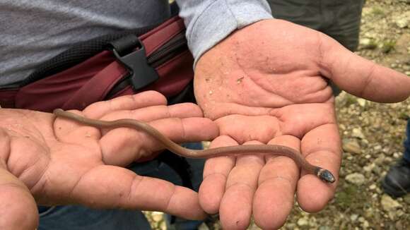 Image of Bocourt's Black-headed Snake