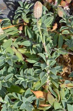 Image of Silene uniflora subsp. uniflora