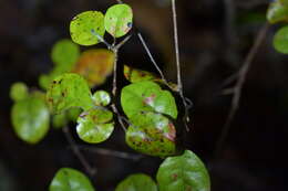 Image of Alseuosmia banksii A. Cunn.