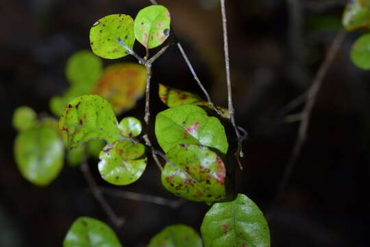 Image of Alseuosmia banksii A. Cunn.