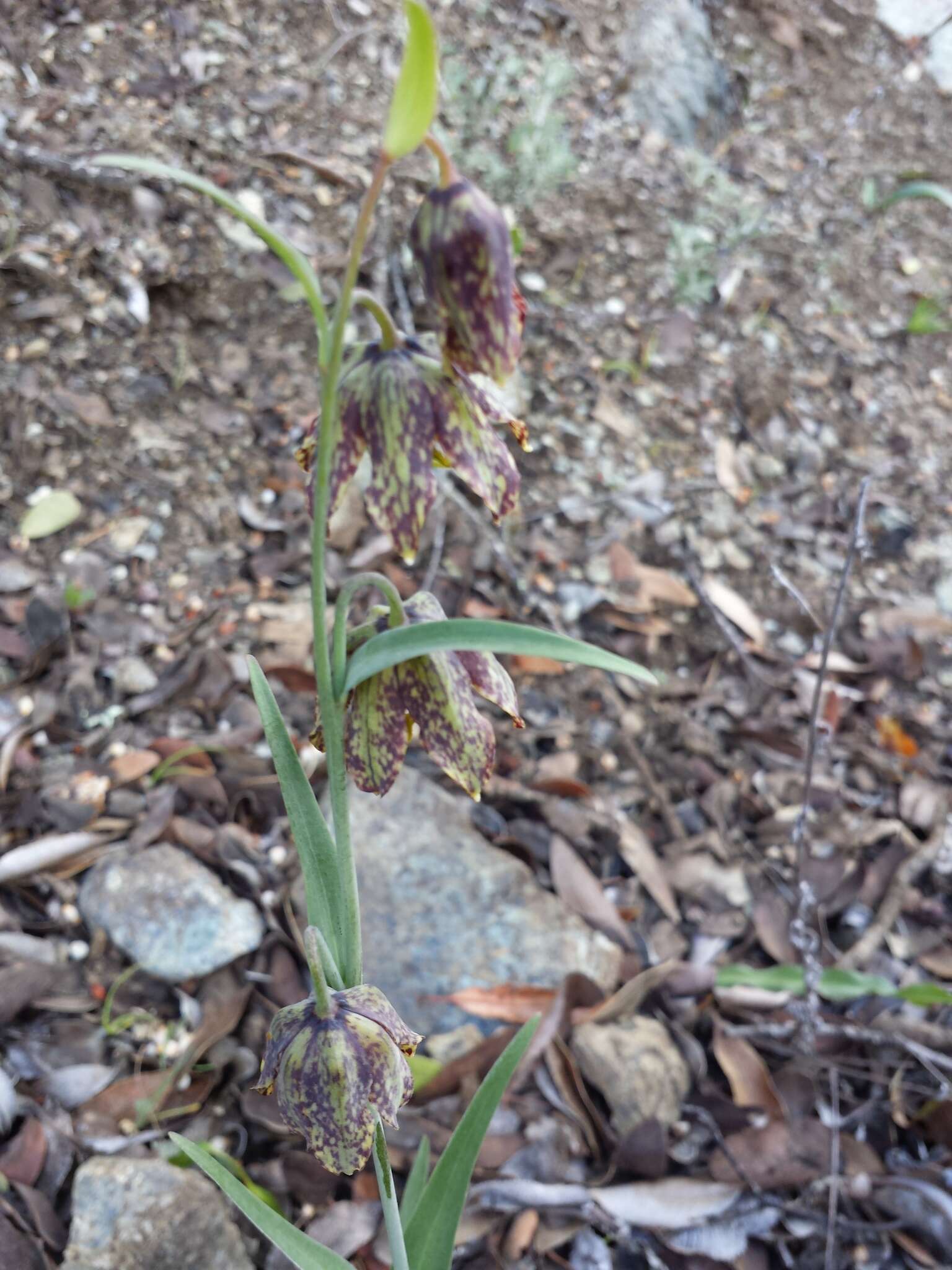 Image of checker lily