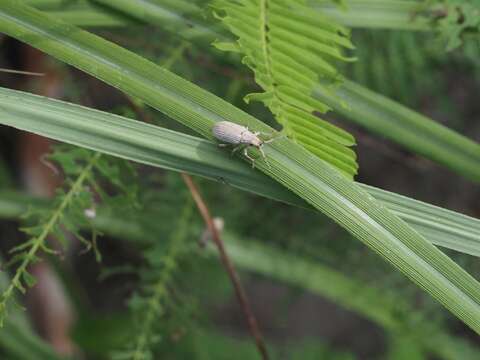 Image of Episomoides