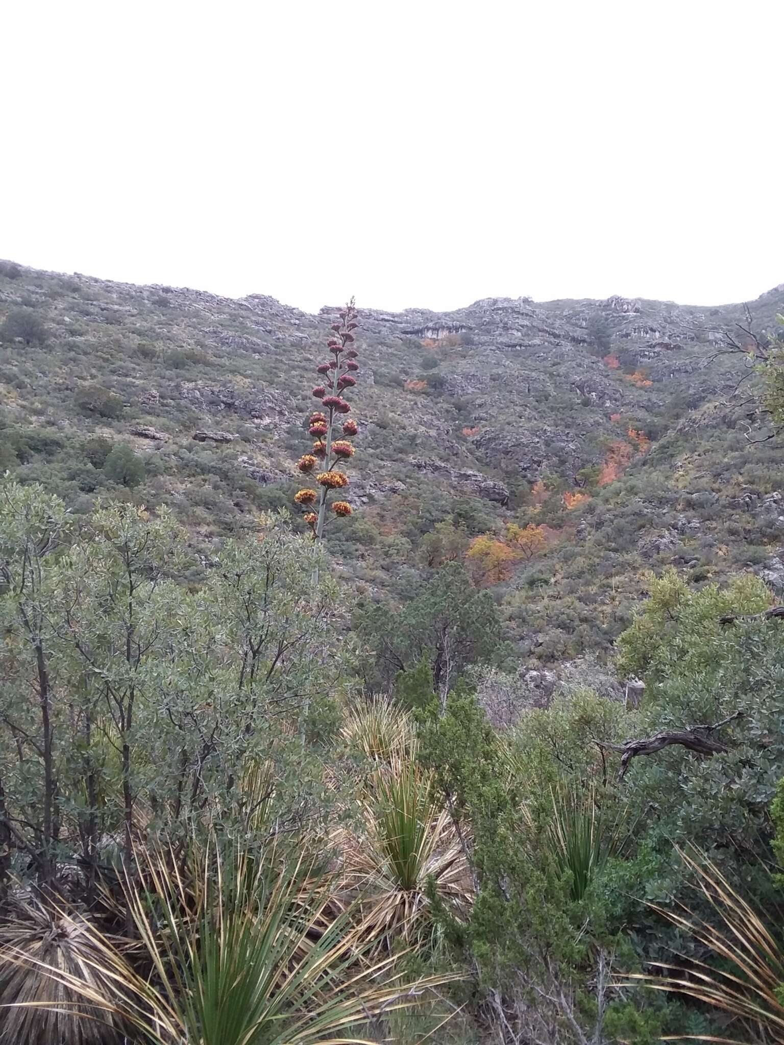 Image de Agave parryi subsp. neomexicana (Wooton & Standl.) B. Ullrich