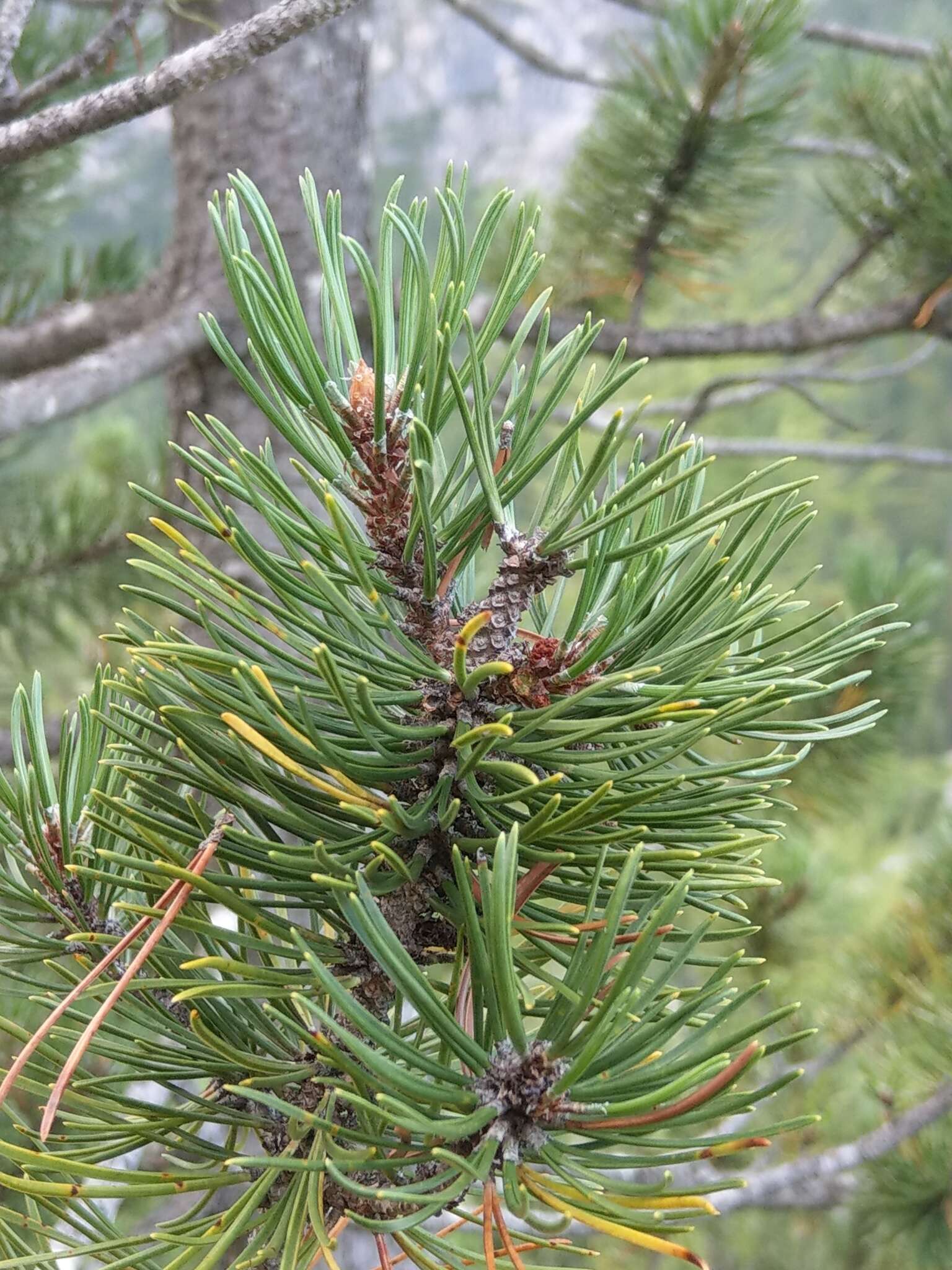 Pinus mugo subsp. rotundata (Link) Janch. & H. Neumayer的圖片