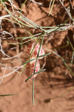 صورة Astragalus ceramicus Sheldon