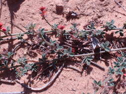 Imagem de Indigofera priorii