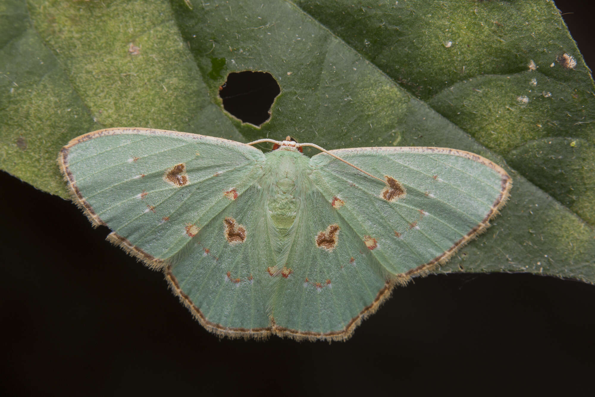 Image of Comostola orestias Prout 1934