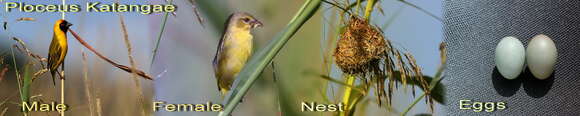 Image of Katanga Masked Weaver