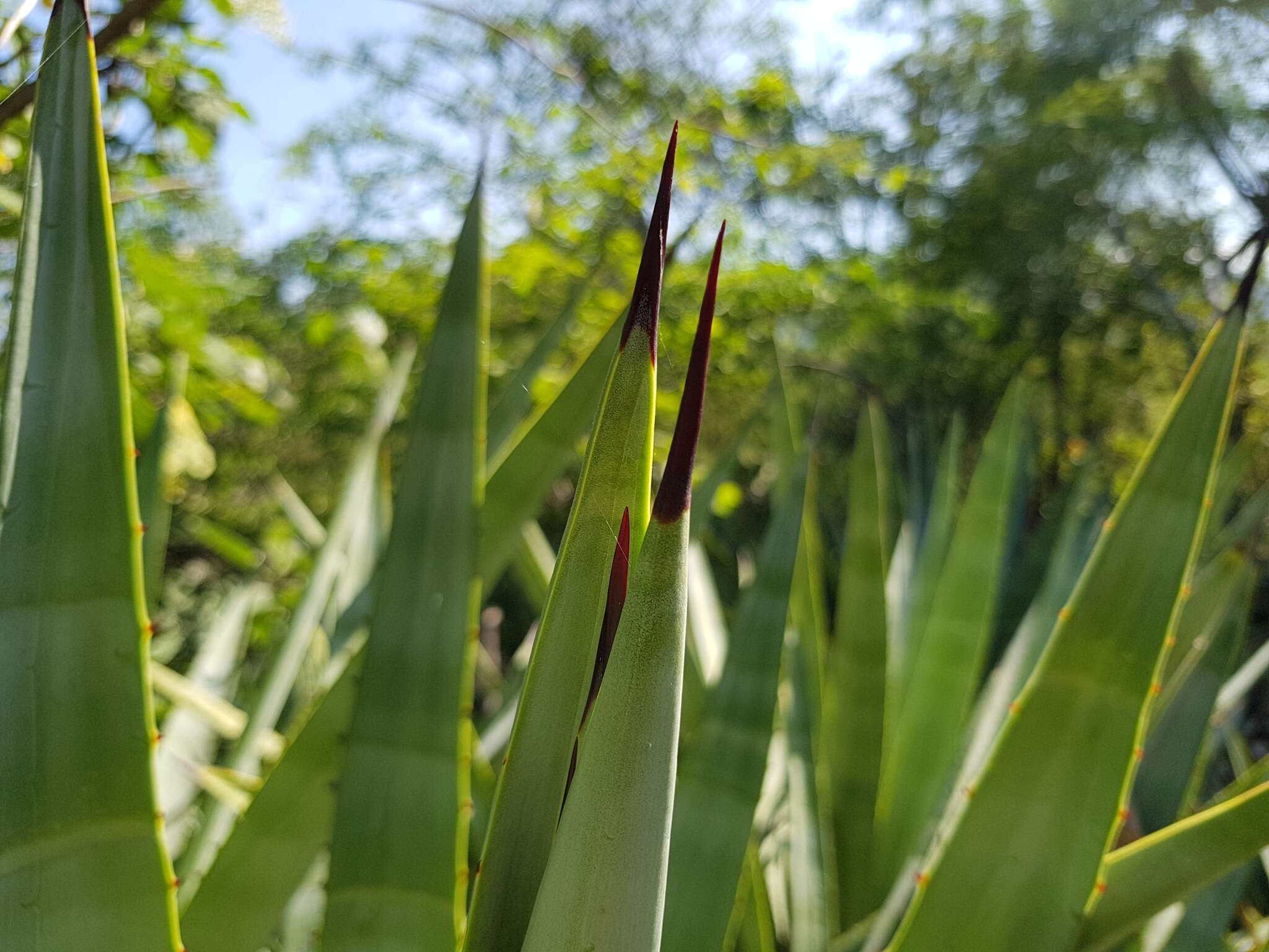 Image of century plant