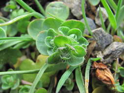 Image of Veronica telephiifolia subsp. glareosa (Somm. & Levier) M. Fisch.