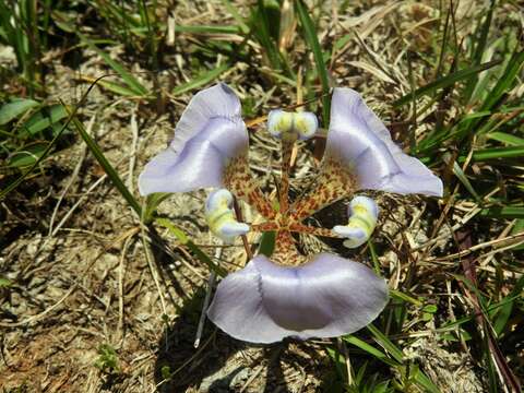 Image of Cypella unguiculata (Baker) Roitman & J. A. Castillo