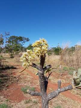 Image of Aspidosperma macrocarpon Mart.