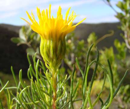 Image of Pteronia camphorata L.