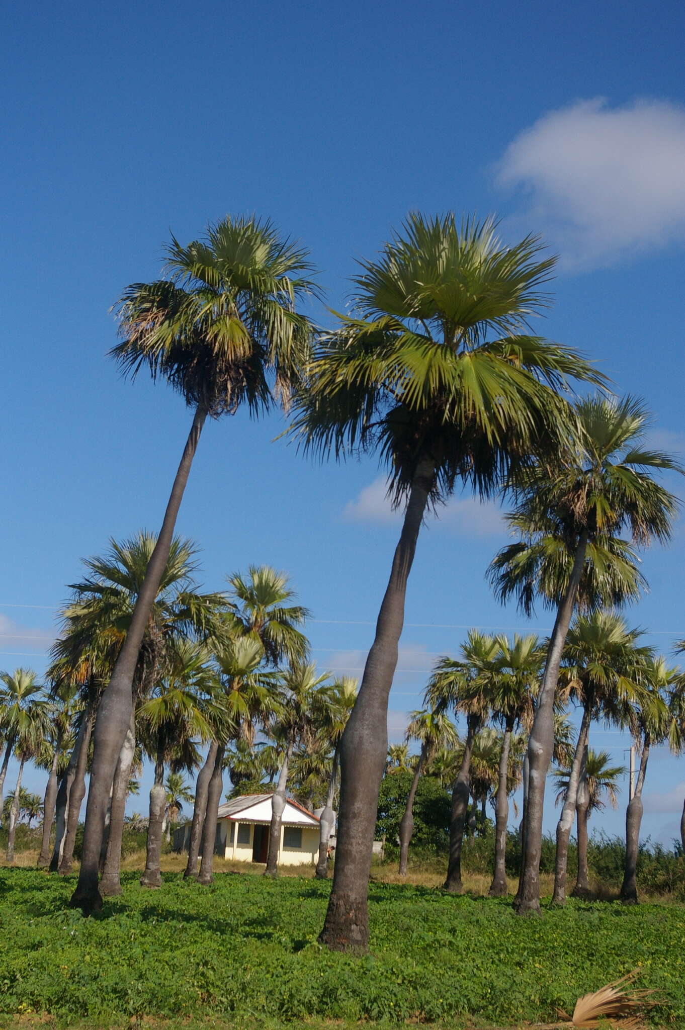 Image de Colpothrinax wrightii Schaedtler