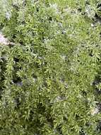 Image of eucladium moss