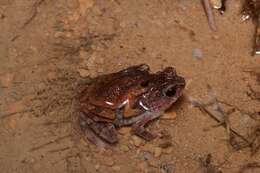 Ingerophrynus parvus (Boulenger 1887) resmi