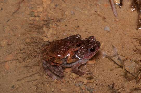 Ingerophrynus parvus (Boulenger 1887) resmi