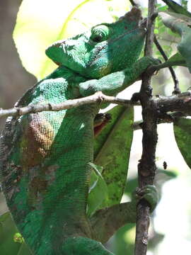 Image of Parson's Chameleon