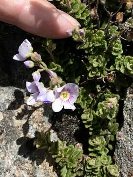 Image de Veronica hookeriana Walp.