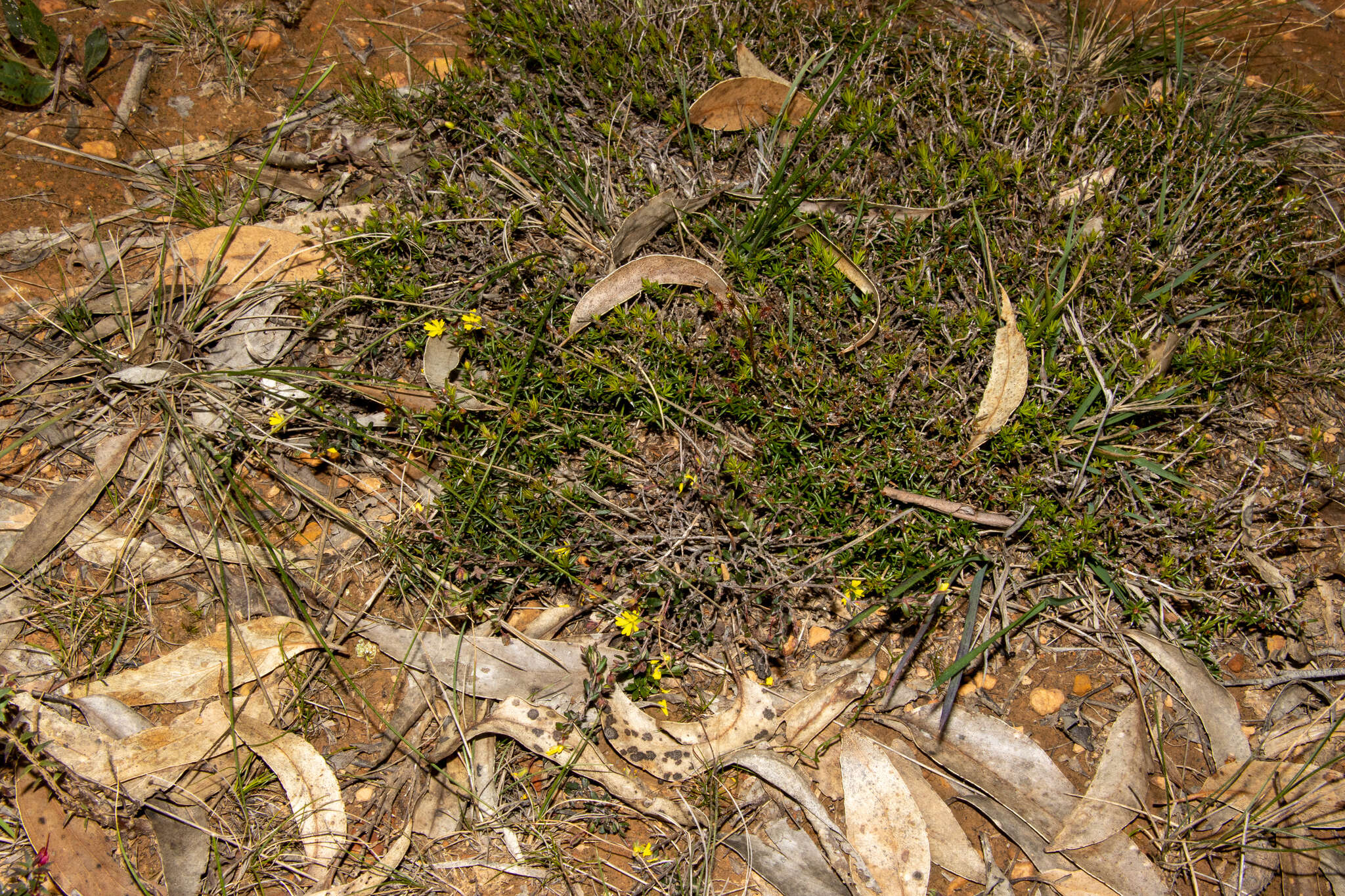 Sivun Hibbertia empetrifolia subsp. radians H. R. Toelken kuva