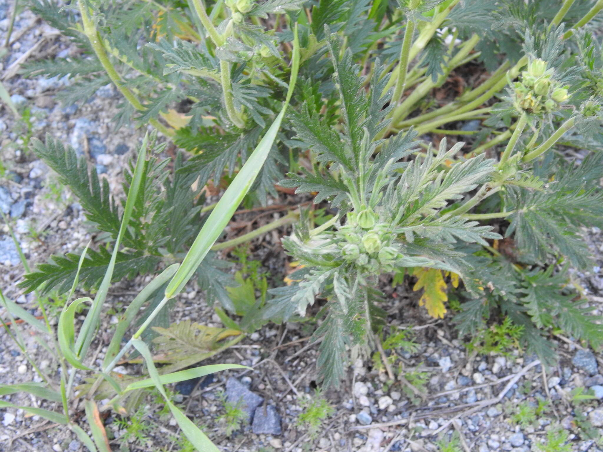 Image de Potentilla pensylvanica var. litoralis (Rydb.) Boivin